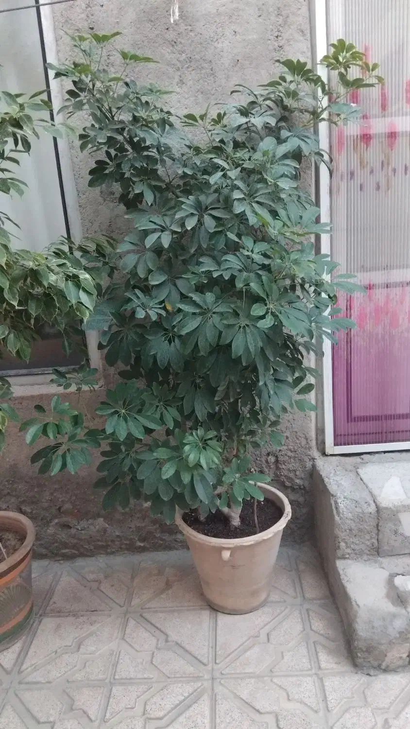 گل های طبیعی سالم و خوش سر حال|گل و گیاه طبیعی|بناب, |دیوار