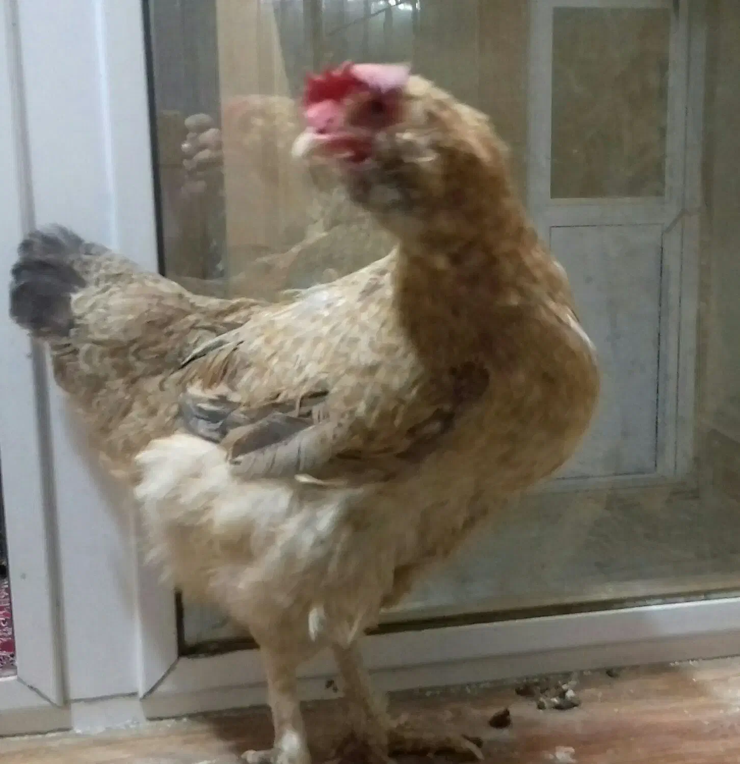 مرغ رسمی تخم گذار|حیوانات مزرعه|قم, میدان نو|دیوار