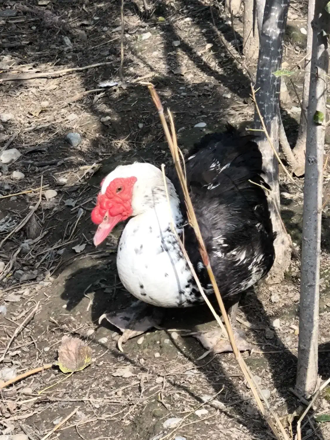 اردک اسرائیلی|حیوانات مزرعه|گرگان, |دیوار