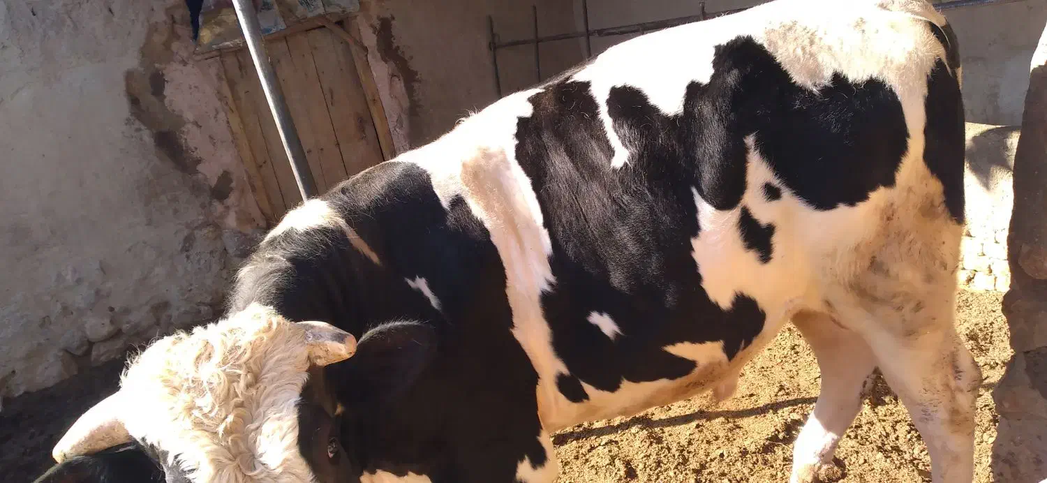 گوساله چاق|حیوانات مزرعه|اسفراین, |دیوار