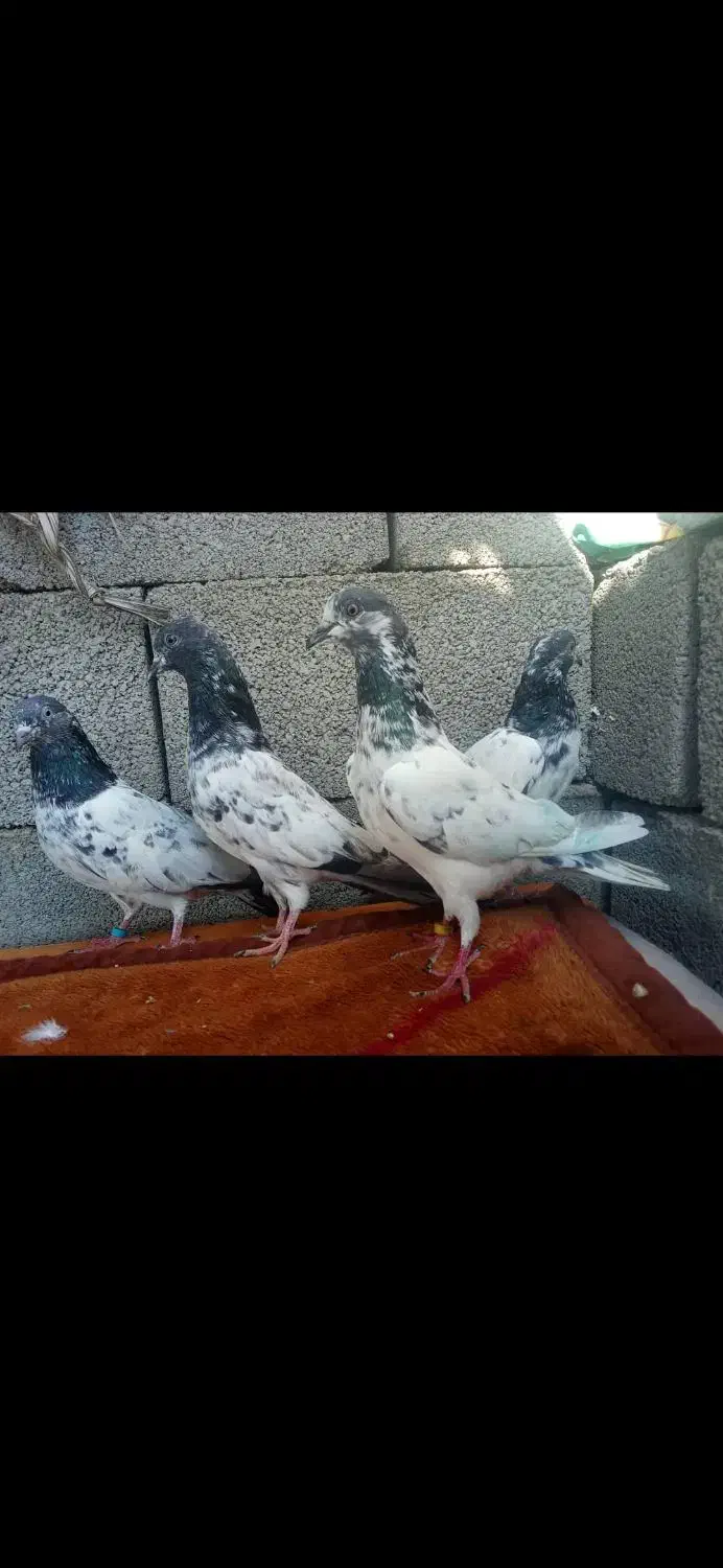 کبوتر فکیر گل|پرنده|چابهار, |دیوار