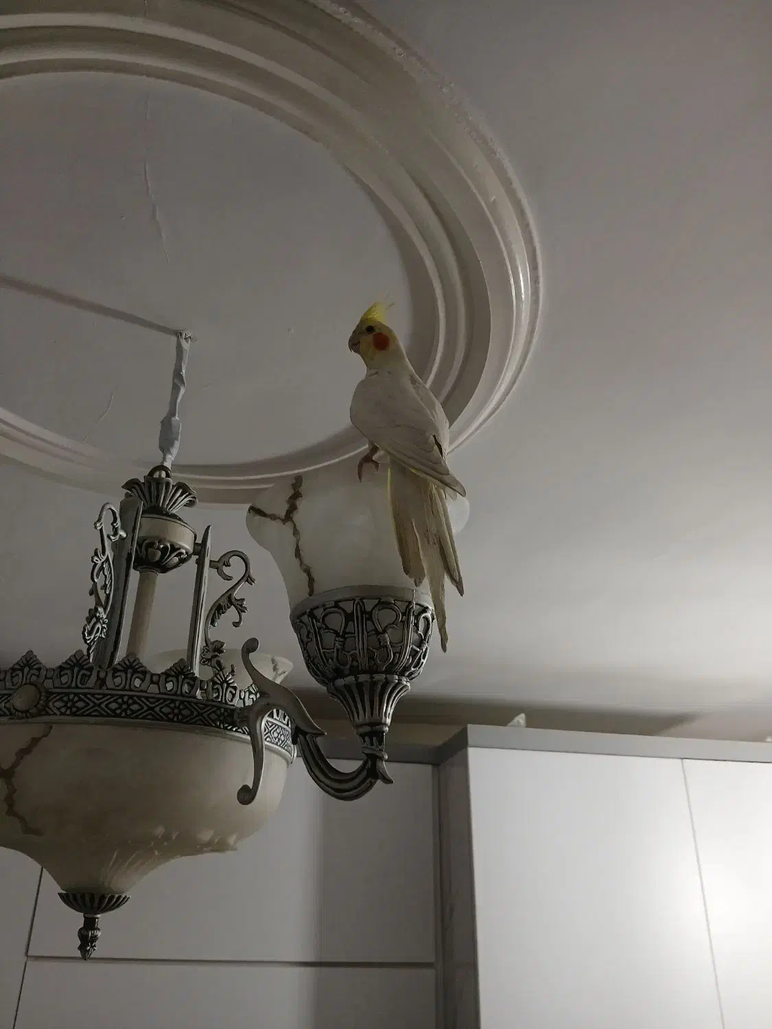 عروس هلندی|پرنده|کرج, شاهینویلا|دیوار