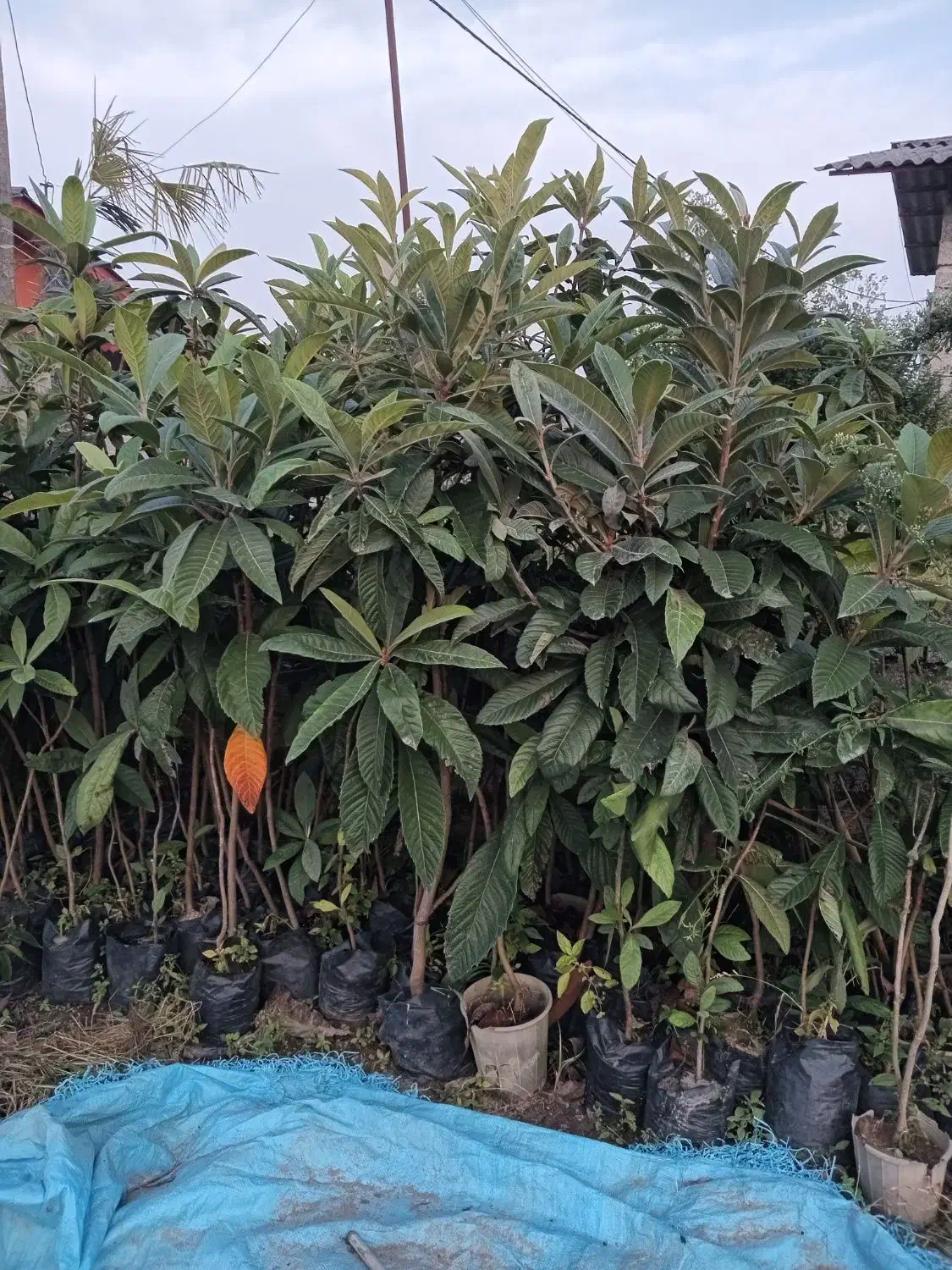 تولید انواع گلهای بیرونی وموز ومرکبات اصلاح  شده|خدمات باغبانی و درختکاری|نشتارود, |دیوار