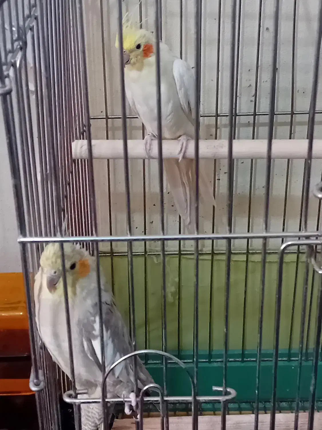 عروس هلندی مولد|پرنده|قرچک, پویینک|دیوار