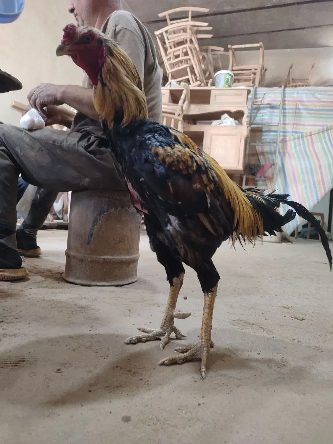 مرغ و خروس لاری اصیل آماده جوجه کشی|حیوانات مزرعه|تبریز, |دیوار