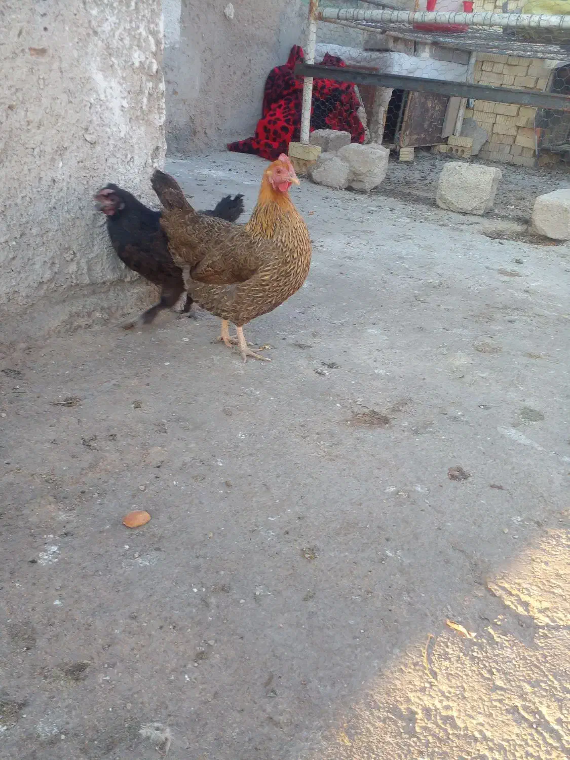 مرغ محلی تخمگذار|حیوانات مزرعه|بهبهان, |دیوار