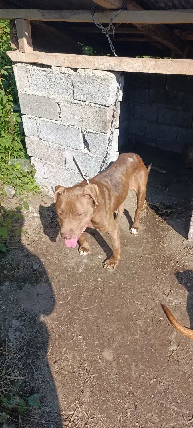 پیتبول بولی ماده ۲ساله توله دهی خوب سگ بینظیر|سگ|املش, |دیوار