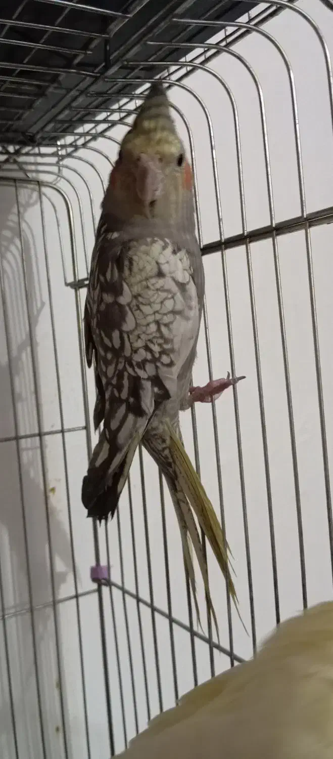 عروس هلندی|پرنده|شوش, |دیوار