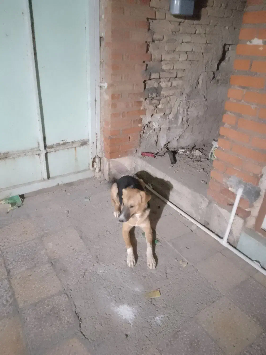 سگ دورگه ژرمن قدر جون|سگ|اندیمشک, |دیوار