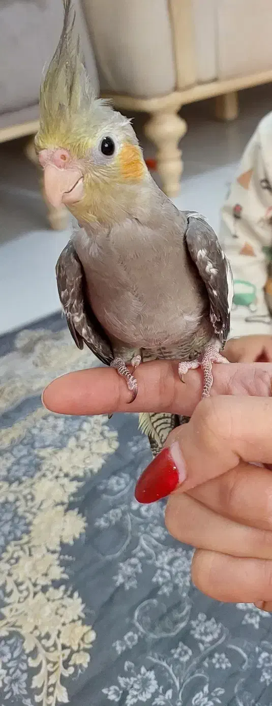 عروس هلندی( ۳ .۴ ماهه)|پرنده|لاهیجان, آهندان|دیوار