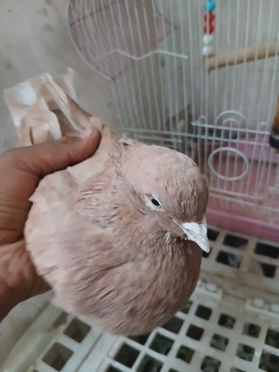 کفتر زردی کاکلی پرشی|پرنده|کهریزک, |دیوار