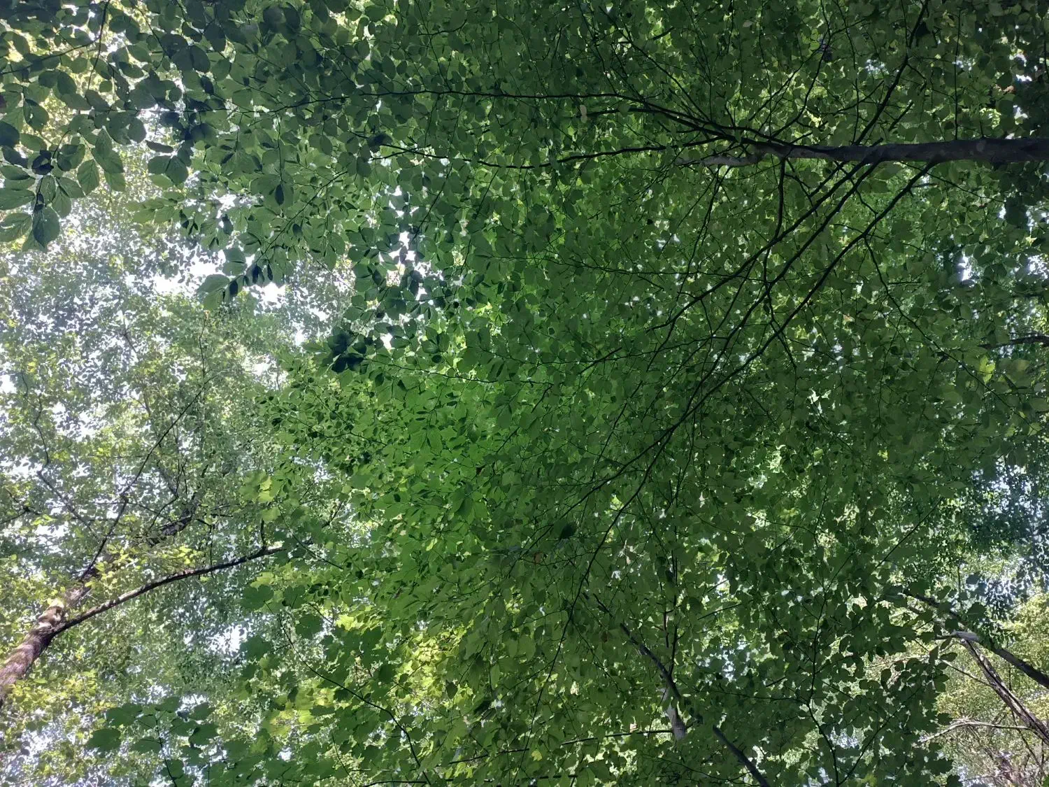 تدریس خصوصی کلاسهای اول تا چهارم ابتدایی|خدمات آموزشی|گرگان, |دیوار