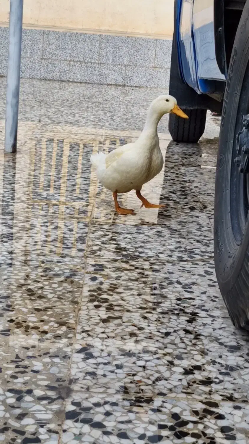 حیوان خانگی|پرنده|فیروزآباد (فارس), |دیوار