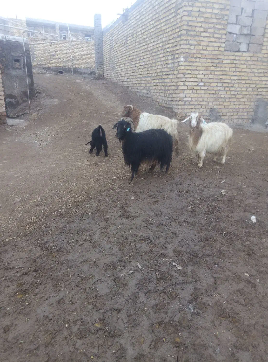 سه تا بزخوب|حیوانات مزرعه|قره پشتلو, |دیوار