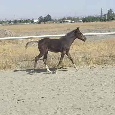 کره خود یورقه نریان درشت عالی4ماهه|اسب و تجهیزات اسبسواری|شاندیز, |دیوار