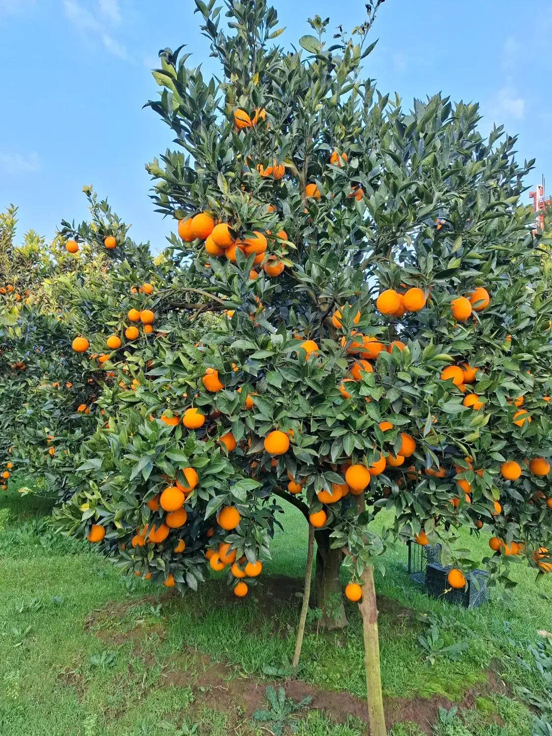 تامسون|خوردنی و آشامیدنی|عباس‌آباد, |دیوار