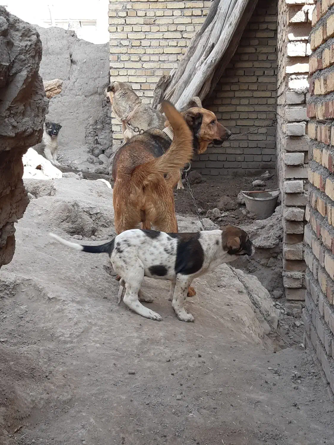 ماده پژدر|سگ|کرمانشاه, |دیوار