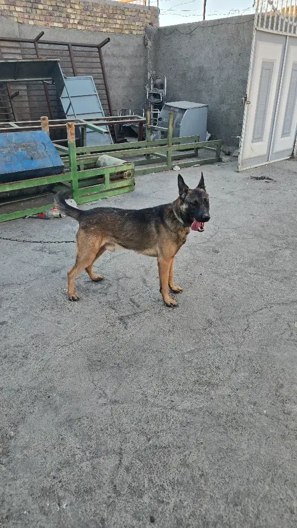 واگزاری توله|سگ|تربتحیدریه, منظر|دیوار