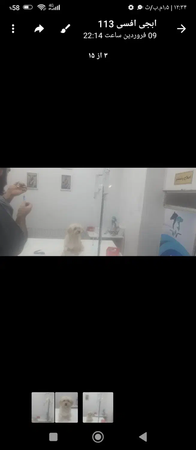 سگ گمشده نجف شهرمسکن مهرناصرخسروغربی|حیوانات|سیرجان, |دیوار