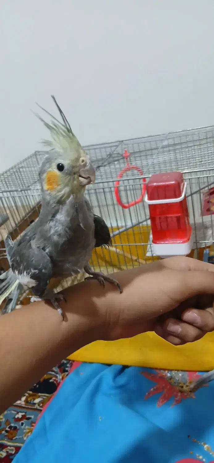 یک جفت عروس هلندی دستی مفت|پرنده|فولادشهر, B2|دیوار