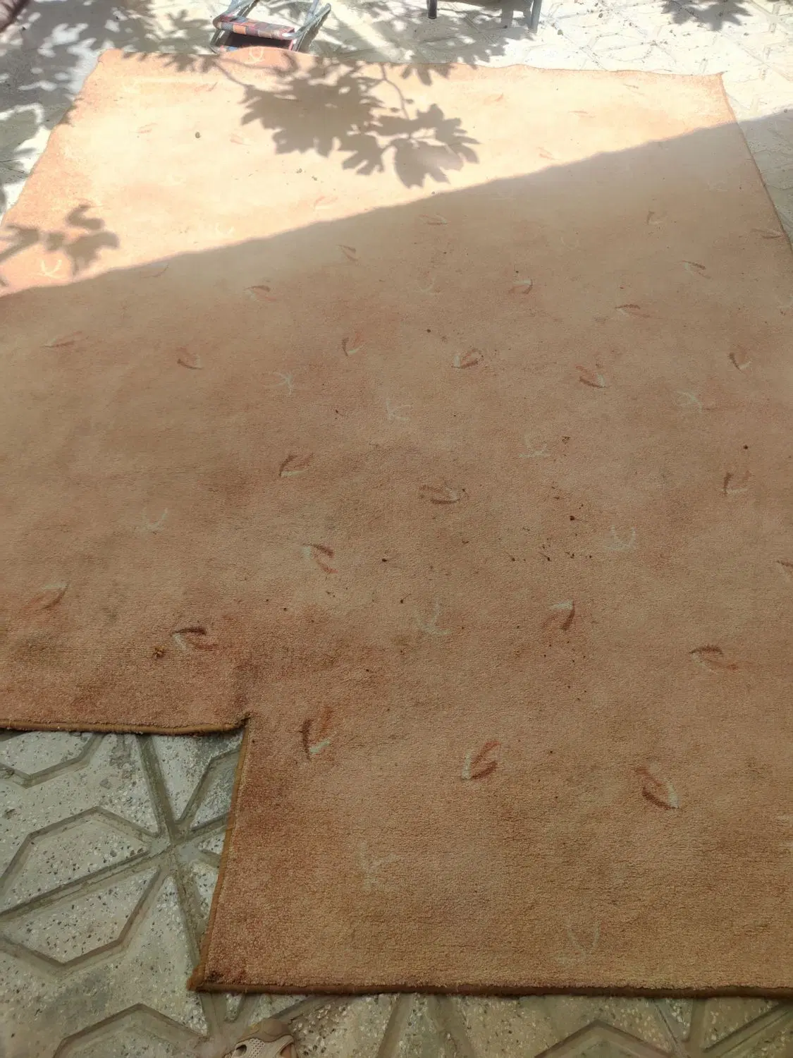 موکت|موکت|بجنورد, |دیوار