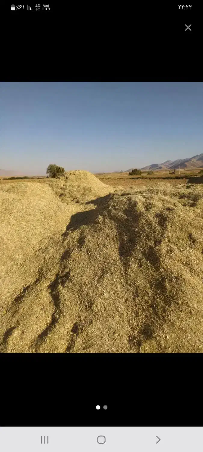 کاه لوبیا|عمده‌فروشی|داران, |دیوار