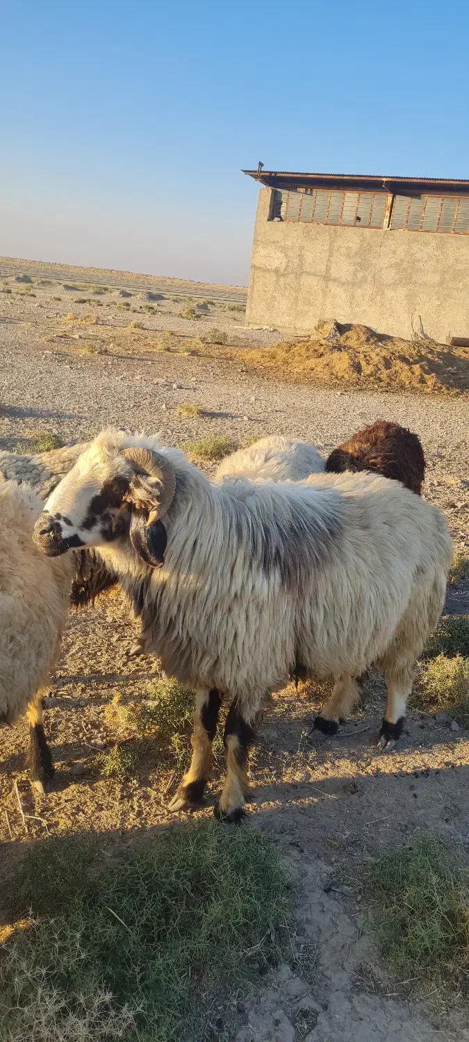 قوچ ترکی|حیوانات مزرعه|مرودشت, تامین اجتماعی‎|دیوار