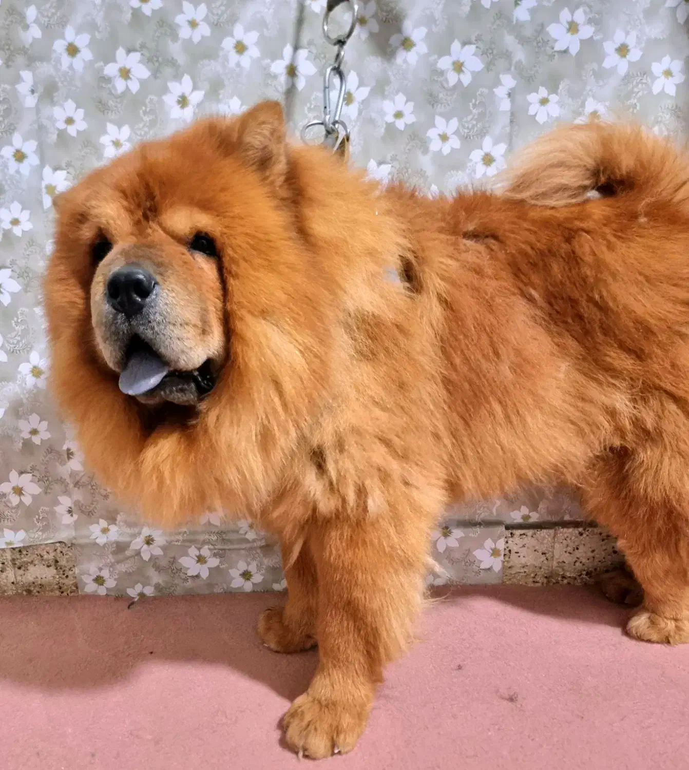 چاو چاو نر|سگ|تهران, مسعودیه|دیوار