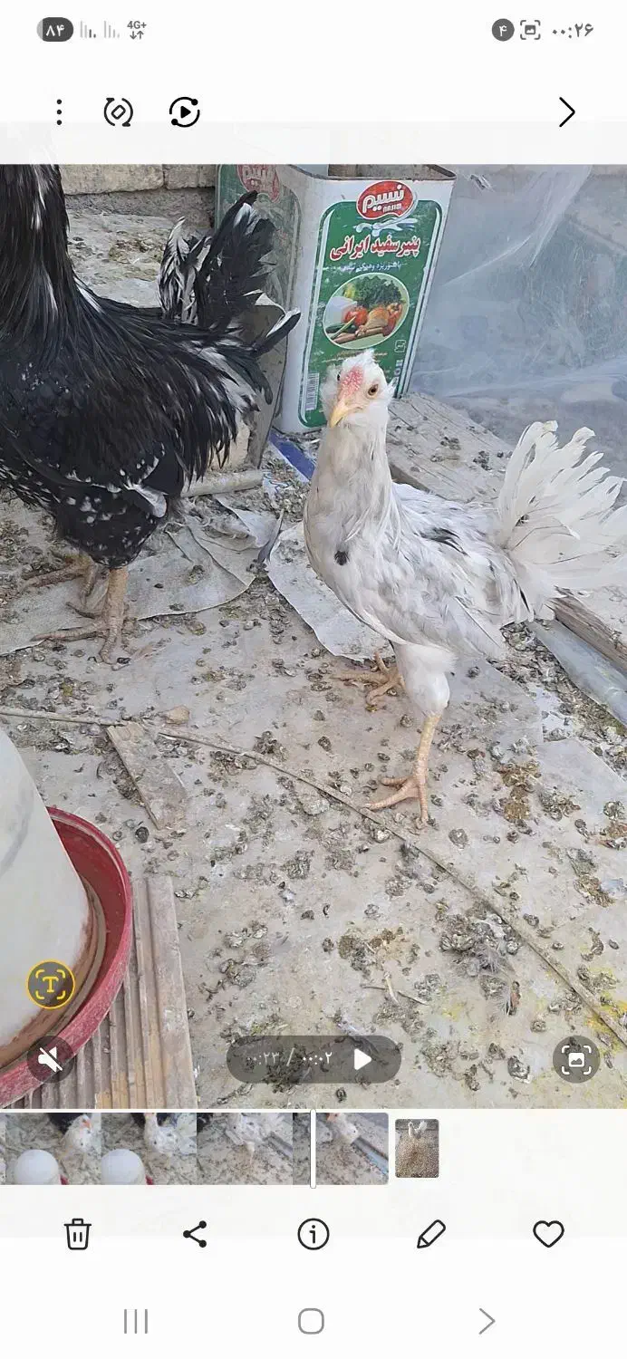 خروس گلین|حیوانات مزرعه|مبارکه, |دیوار