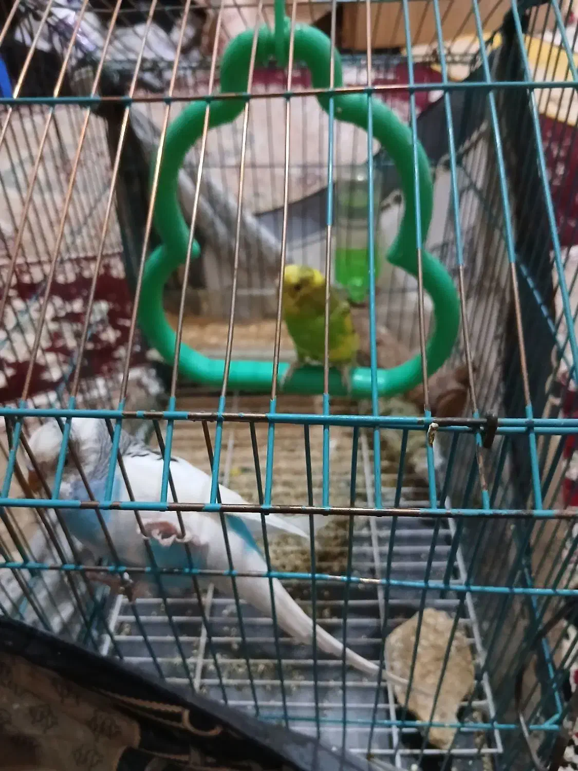 مرغ عشق زیبا|پرنده|نیشابور, هفده شهریور|دیوار