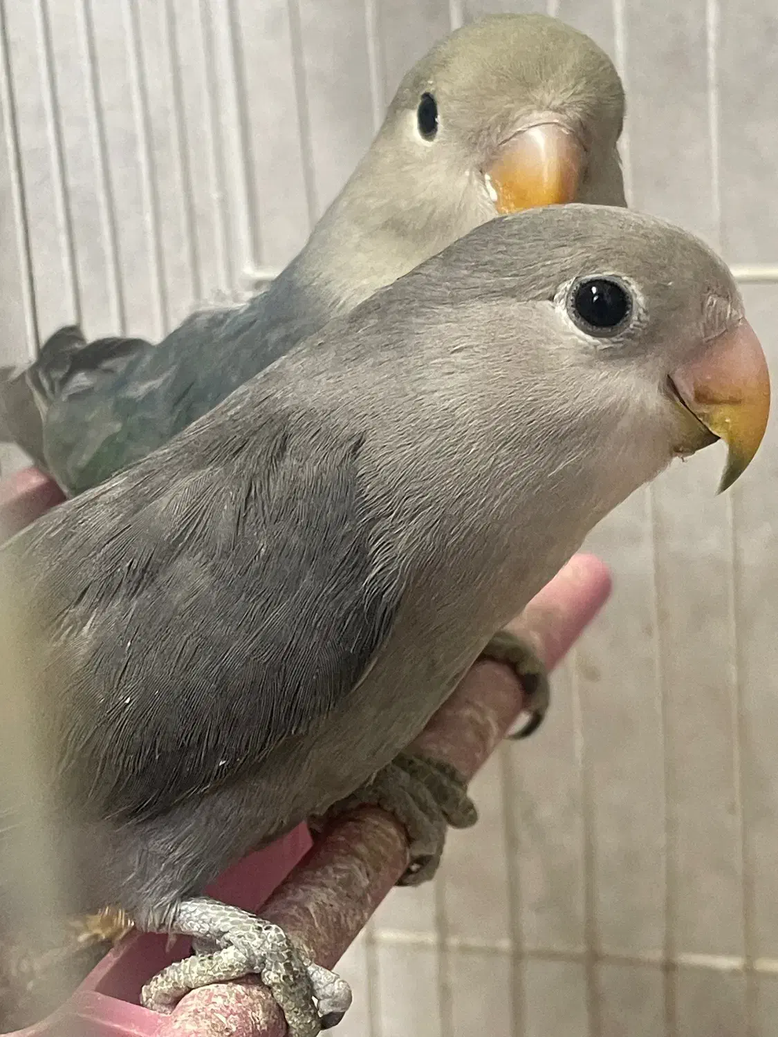 کوتوله برزیلی|پرنده|مشهد, هنرستان|دیوار