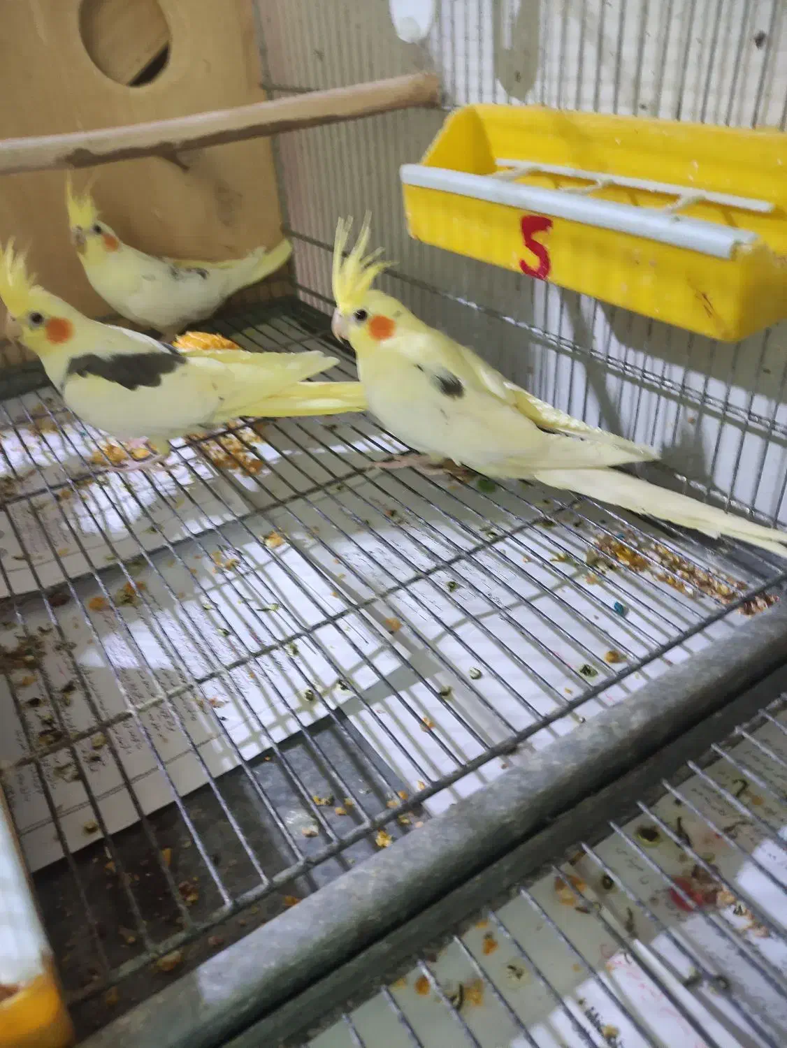 عروس هلندی دوکت|پرنده|بندرعباس, |دیوار