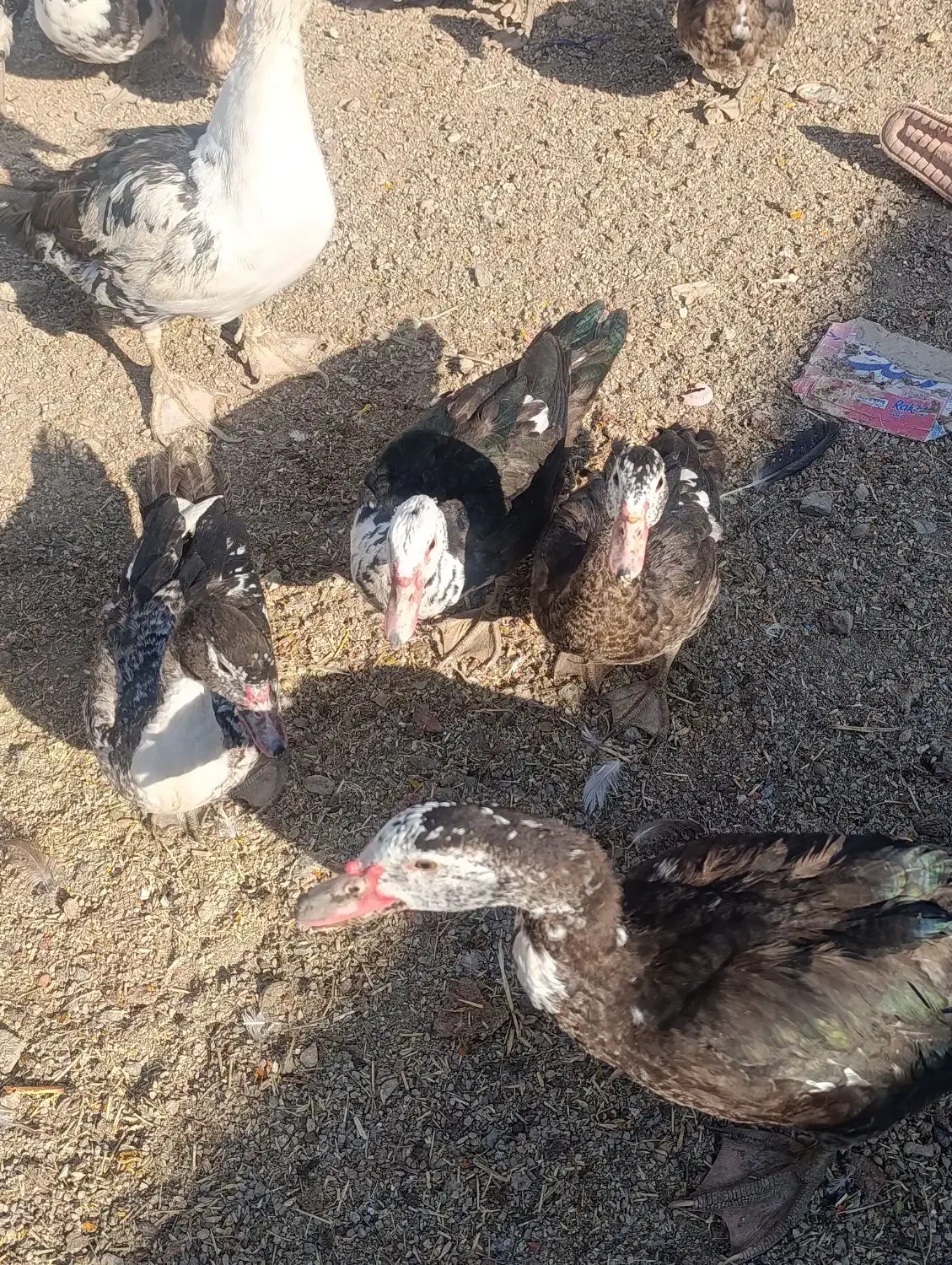 فروشی|حیوانات مزرعه|بانش, |دیوار