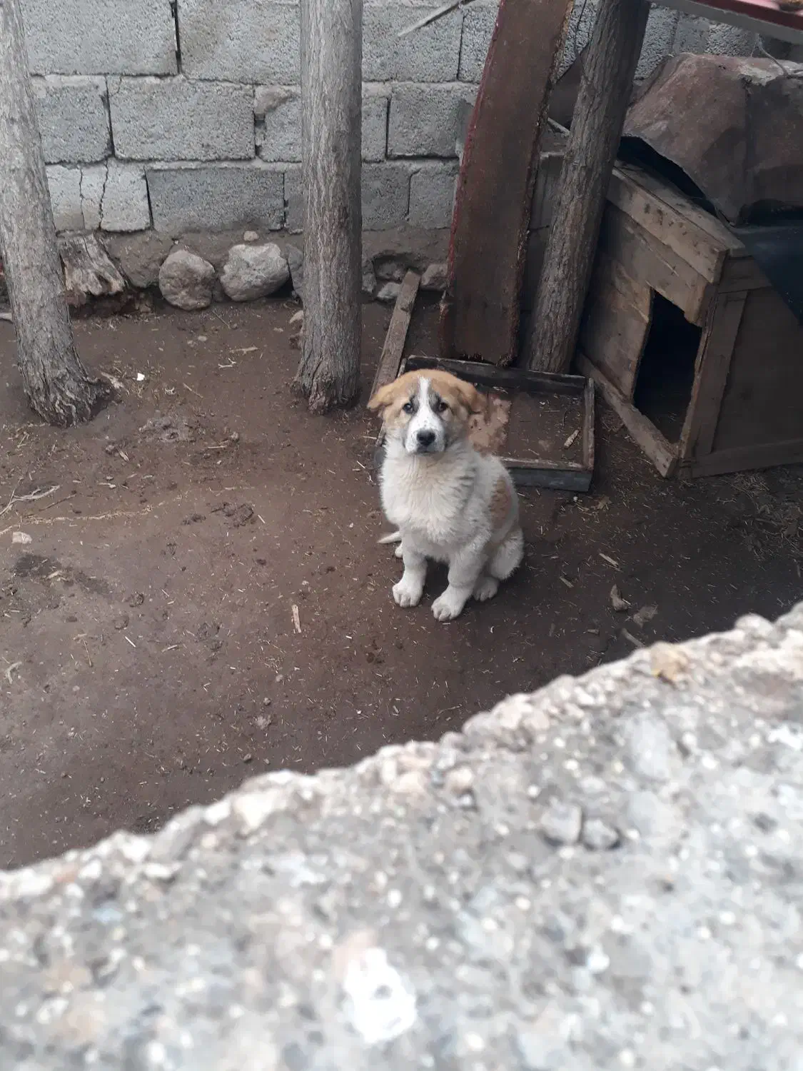 توله پژدر|سگ|مشگین شهر, |دیوار