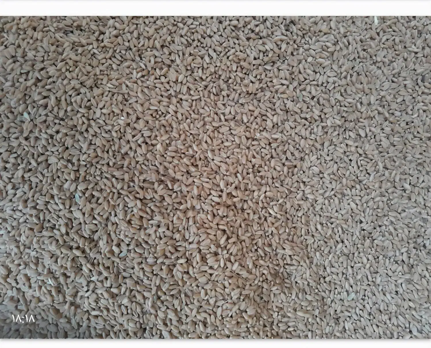 گندم بزری|عمدهفروشی|دهلران, |دیوار