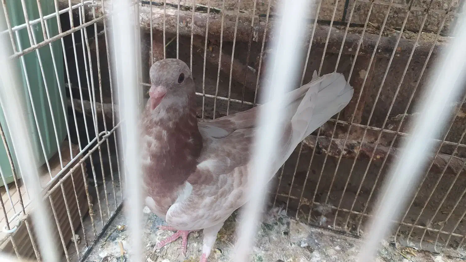 کفتر|پرنده|مشهد, تلگرد|دیوار