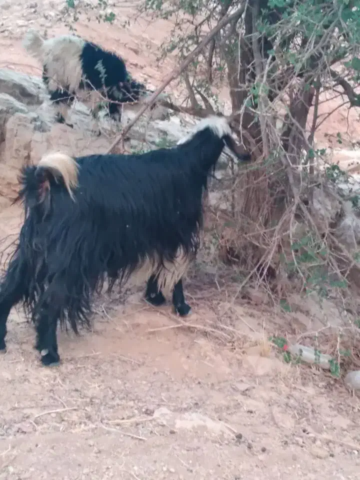 دوتا بز سالم وخوش خوراک|حیوانات مزرعه|مسجد سلیمان, |دیوار