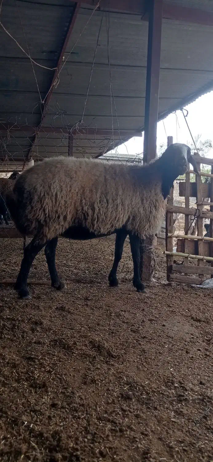 گوسفند شال داشتی کشتاری|حیوانات مزرعه|سنگدوین, |دیوار