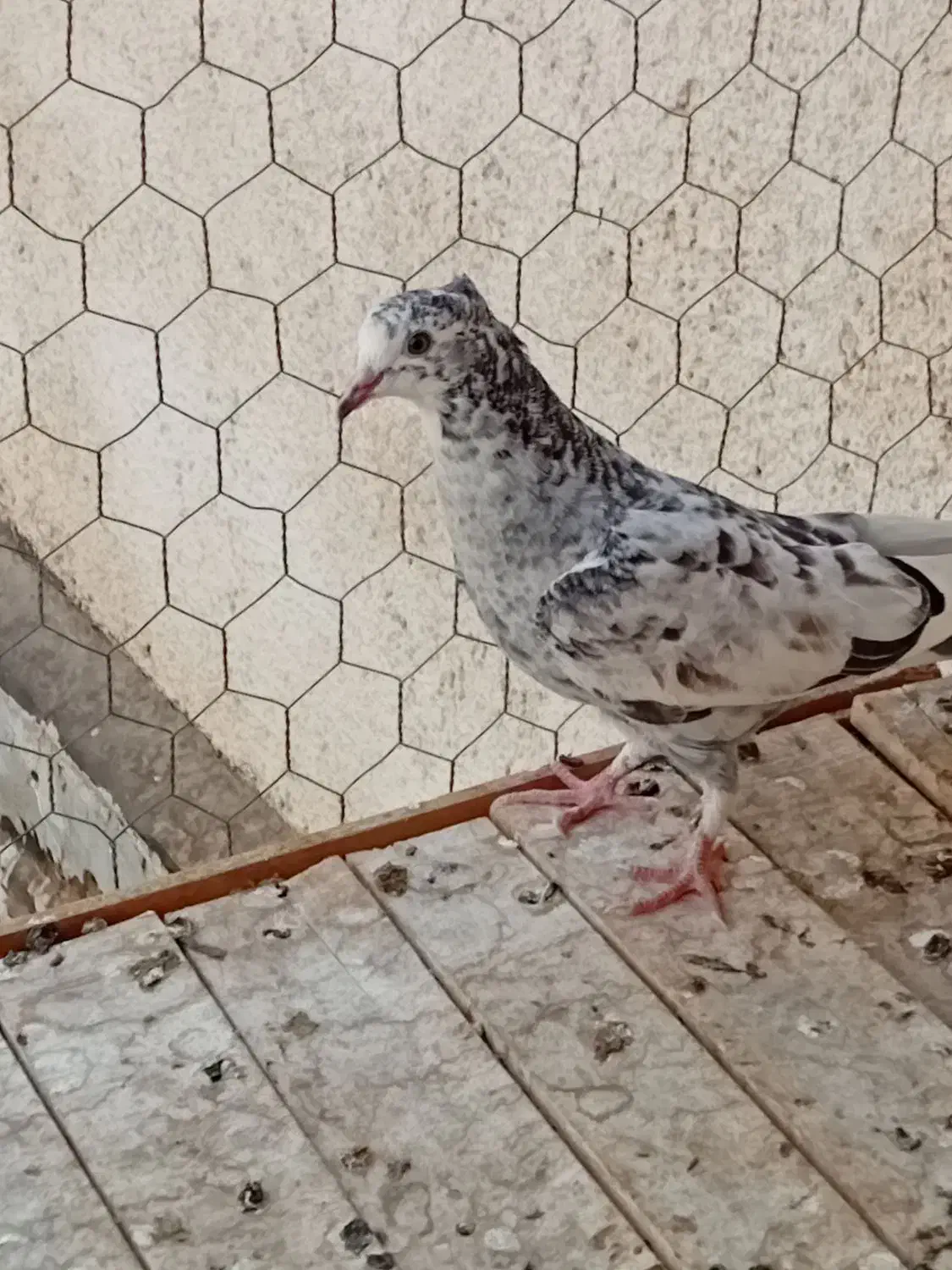  جیر|پرنده|قم, شاه سید علی|دیوار