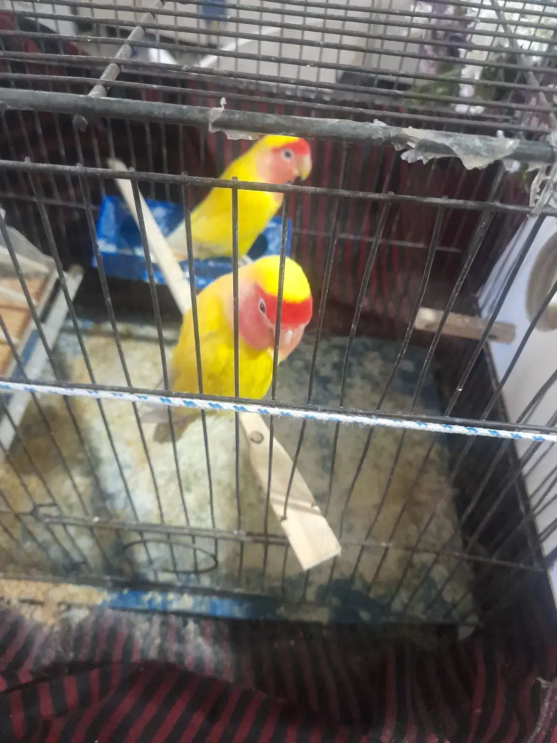 یک جفت طوطی برزیلی|پرنده|چهارباغ, |دیوار