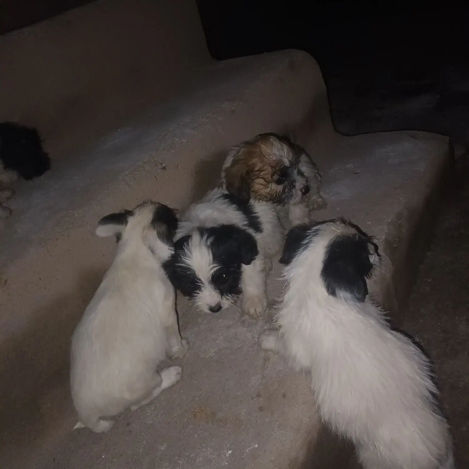 سگ پا کوتاه|سگ|خوی, |دیوار