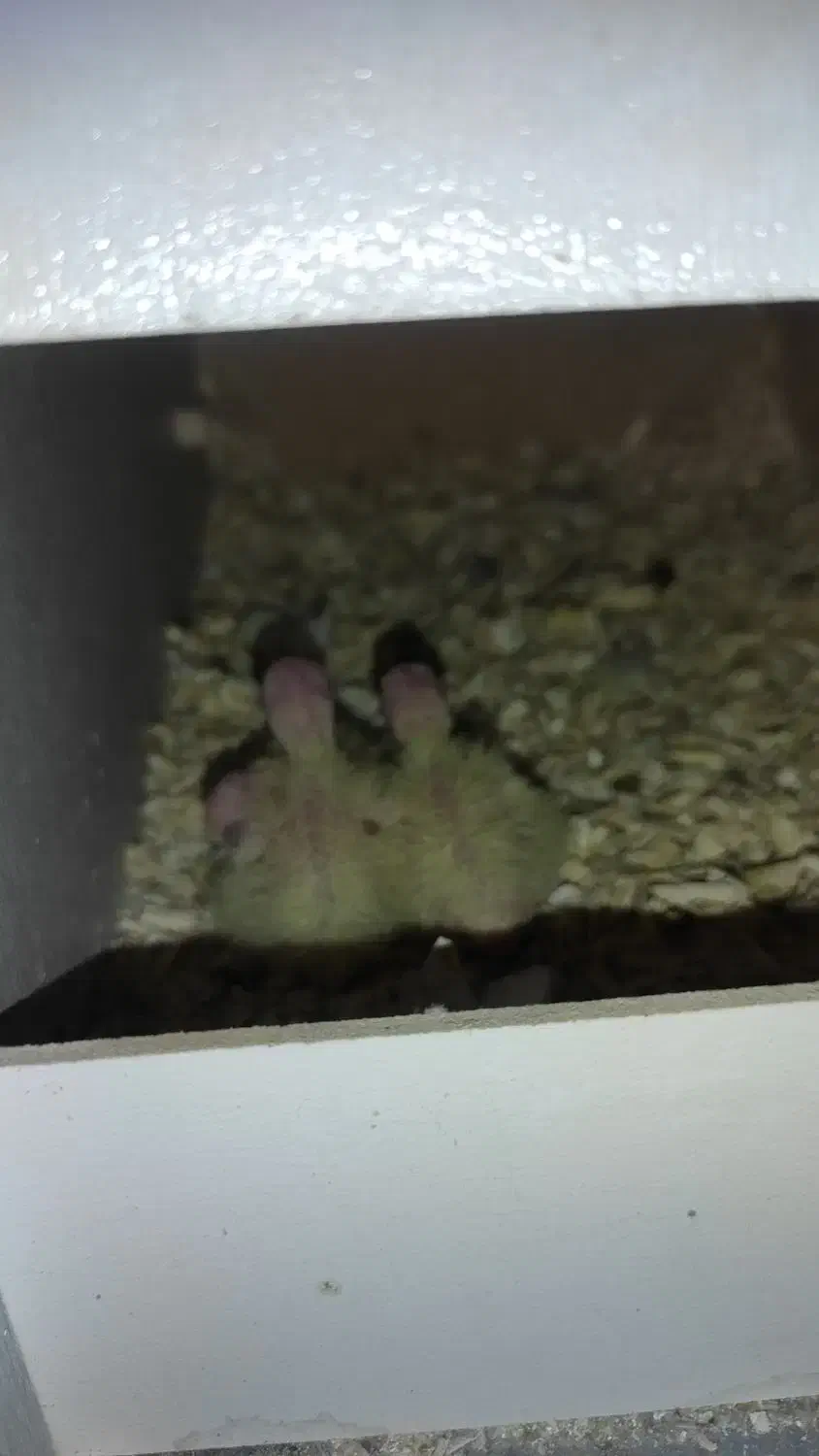 عروس هلندی|پرنده|قم, نیروگاه|دیوار