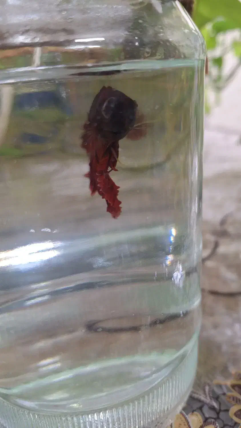 ماهی تنگی|ماهی|خاش, |دیوار