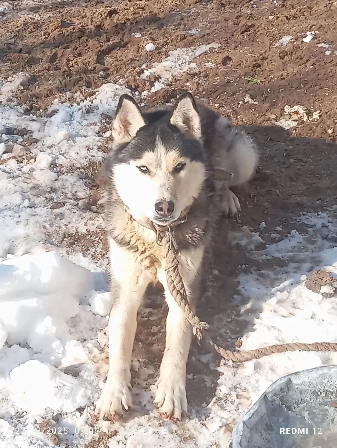 سگ هاسکی|سگ|تایباد, |دیوار