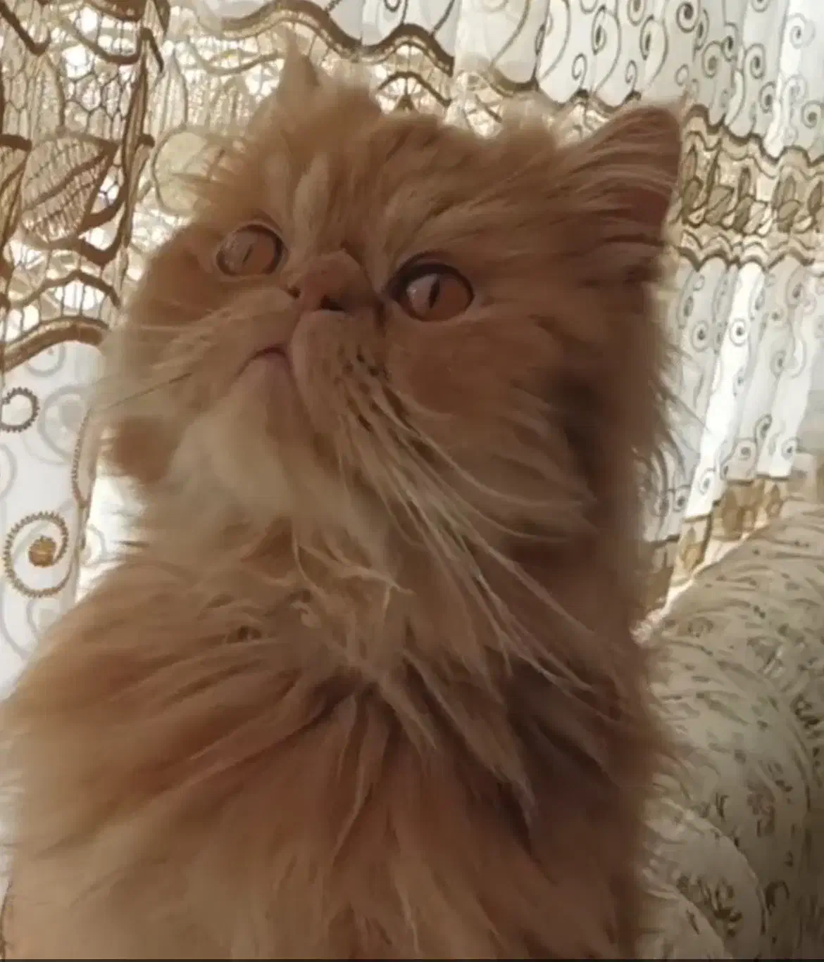 گربه گارفیلدی پرشین سوپر فلت همه چیز فهم باهوش|گربه|تبریز, |دیوار