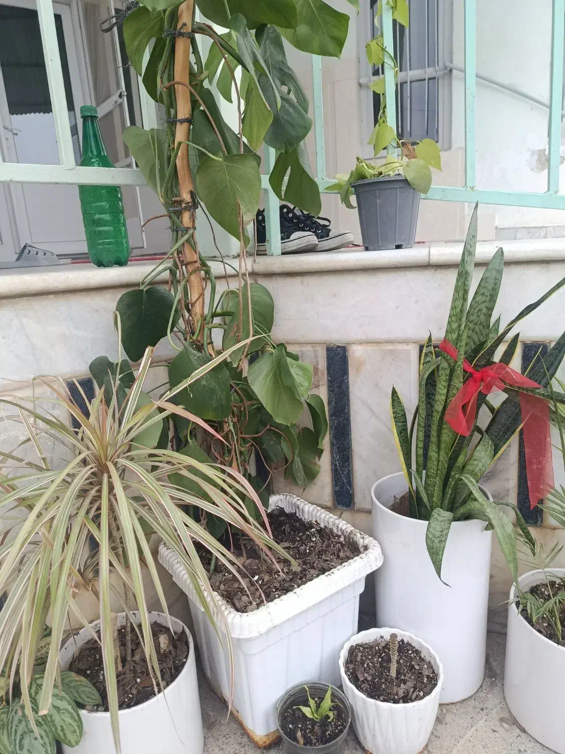 گل و گیاه|گل و گیاه طبیعی|سیمین شهر, |دیوار