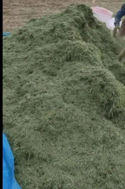 فروش حدود 1 تن یونجه مرغوب و با کیفیت کمردوغ|خدمات باغبانی و درختکاری|چاروسا, |دیوار