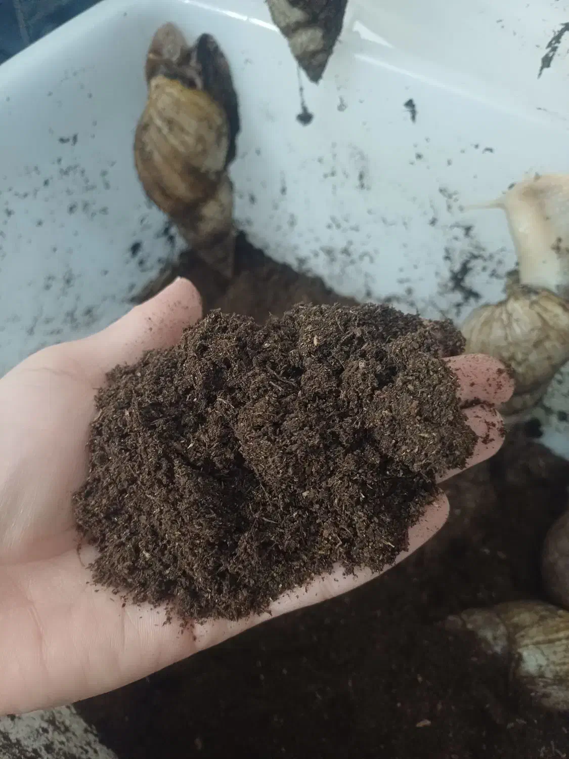 خاک مختص بستر حلزون|خزنده|مشهد, حضرت حجت|دیوار