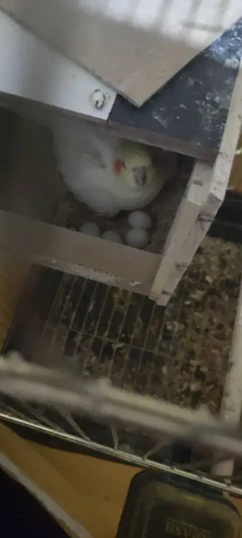 جفت عروس با تخم|پرنده|فسا, |دیوار