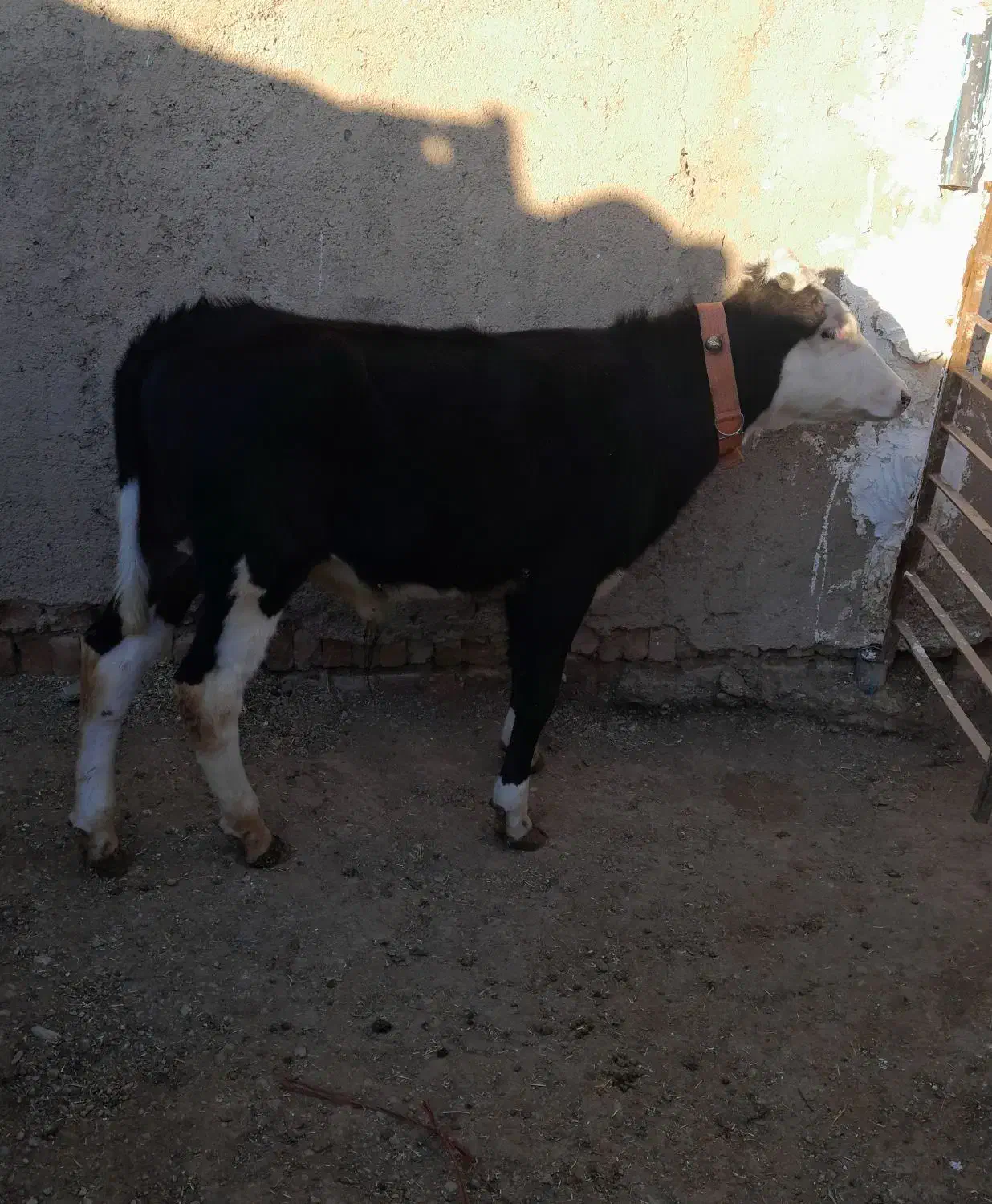 گوساله نر|حیوانات مزرعه|اسفرورین, |دیوار